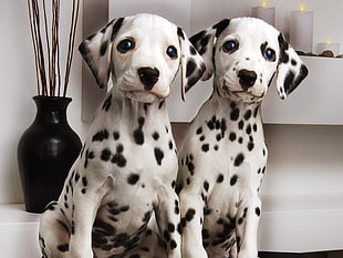 two whit and black Dalmatian puppies